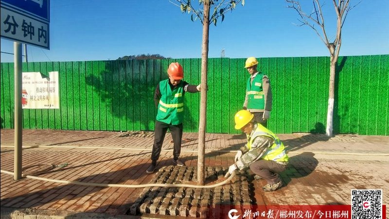 庭院观赏苗木哪个品种好