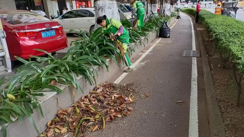 绿植租赁套餐：如何根据需求精准选择？**