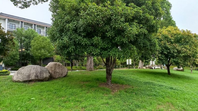 别墅庭院绿化预算怎么做：关键因素与合理规划